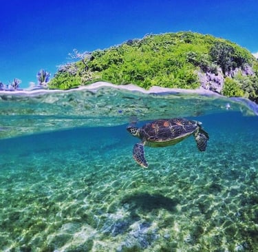 Underwater photo of Turtle and Rock Formation