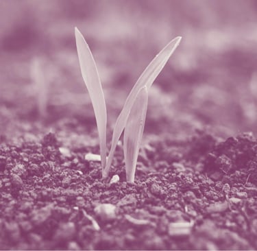 "They tried to bury us. They didn't know we were seeds." Dinos Christianopoulos.