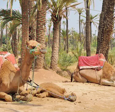 morocco marrakech a group of camels sitting on the ground