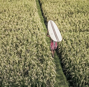 Surfer carrying a handmade balsa surfboard through a lush green rice field