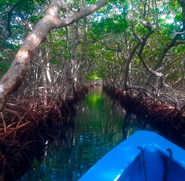 Roatan Mangrove Channels