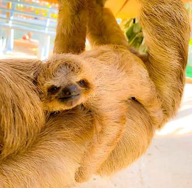 Sloths Park  Roatan