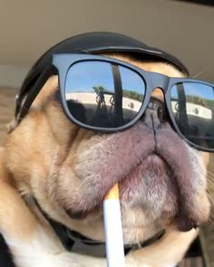 Worthy Sr Vice Pack Leader PDD Young