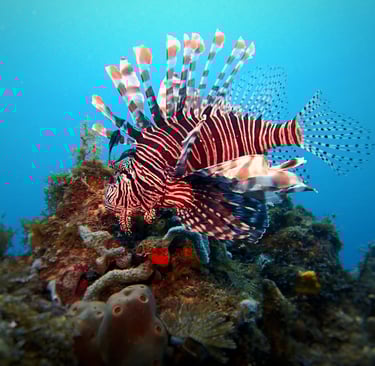 poisson lio antennaire plongée voyage france guadeloupe