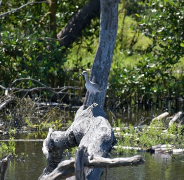 manglar, puerto colombia, atlántico