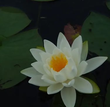 Fiore di loto rosa, aperto sullo specchio d’acqua, circondato da foglie verdi galleggianti. Silenzio