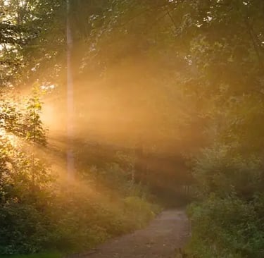 un raggio di sole che illumina una strada nel bosco