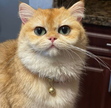 a cat with a collared collar and a collared collared cat www.prettybrity.com