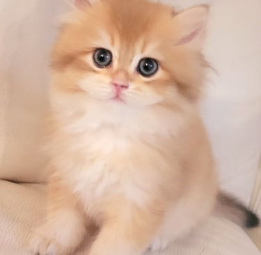 British Shorthair cattery www.prettybrity.com