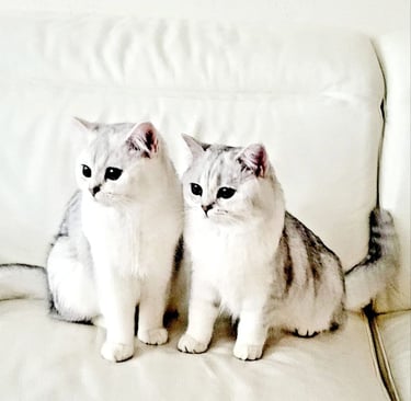 British Shorthair Kitten Colors and Patterns