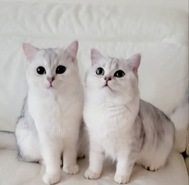British Shorthair Kitten Colors and Patterns