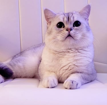 Best Luxury Kittens www.prettybrity.com