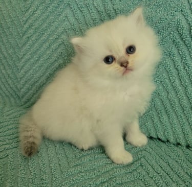 British Shorthair colors www.prettybrity.com