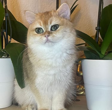 British Shorthair adoption www.prettybrity.com