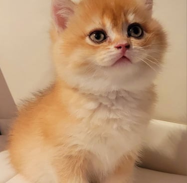 British Shorthair cat breeders near me www.prettybrity.com