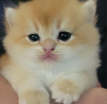 British Shorthair kittens near me www.prettybrity.com