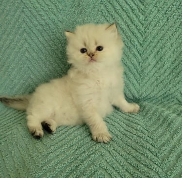 British Shorthair cat characteristics www.prettybrity.com