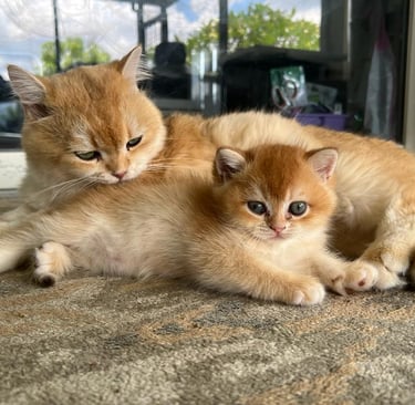 two kittenpies are sitting on the floor www.prettybrity.com