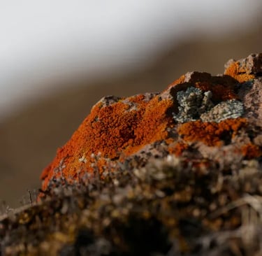 la montagne au printemps et automne, observation animaliere