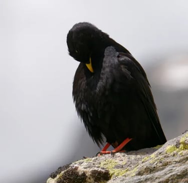 Chocard à bec jaune, GypAster, accompagnateur en montagne Briançon, Serre-Chevalier