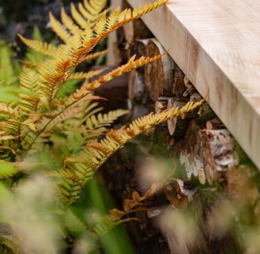 Bench with log piles stacked underneath and Dryopteris erythrosora to the side