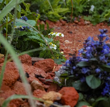 Crushed red brick path planted with Ajuga reptans ‘Chocolate Chip’ and Fragaria vesca