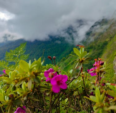 Bright pink rhododendrons with lush green leaves against foggy mountain slopes