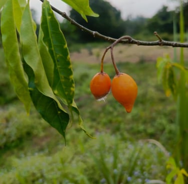 Plante Iboga cultivée à MIKOUMOU VILLAGE. Ici on a ses fruits de couleur jaune