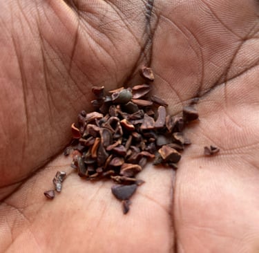 paume de main cacao criollo 