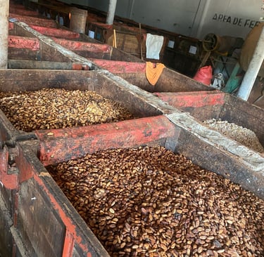 cacao criollo 