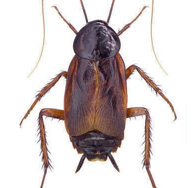 blatte Orientale
