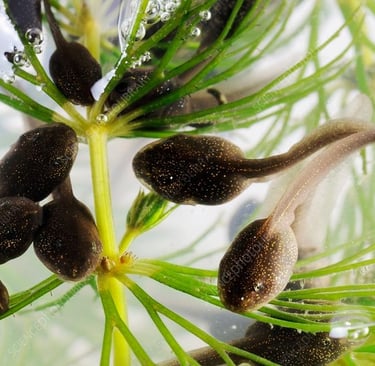 Tadpoles in a pond