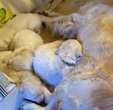 Cuddly Golden Babies