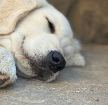 Gioia after having a cuddle with her favourite human