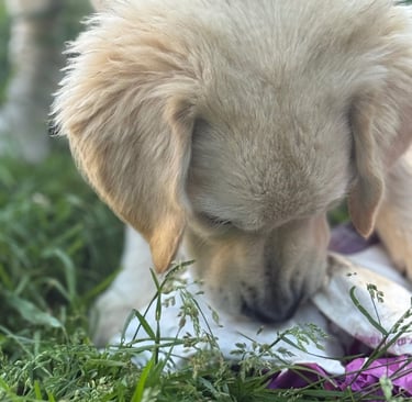 Pippo I am sure there are a few bits of food left in this bag