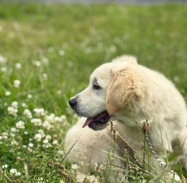 Pippo where did that ... cat go now