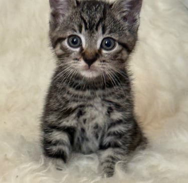Kitten 