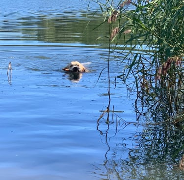 Ziggy training fetching things 200 meter from shore.