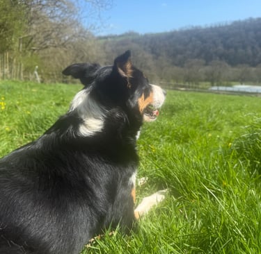 Border collie having a break