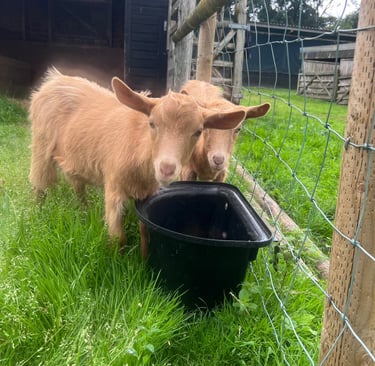 Two Golden Guernsey Goats
