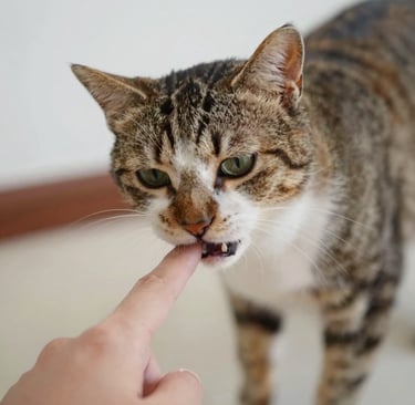 a black and white cat laying on its back in the grass