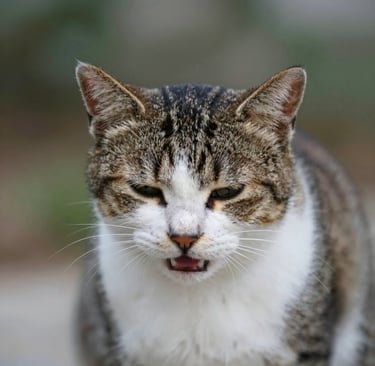 pink painted wall with pink paint