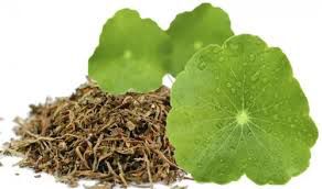 Centella Asiática em Cápsulas: Para que Serve