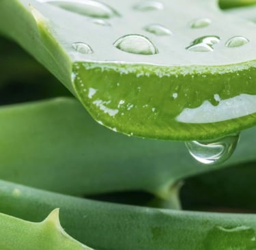 Suplemento de Aloe Vera em Cápsulas: o que é, para que serve