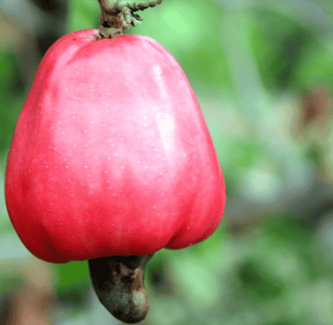 caju vermelho