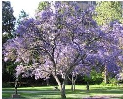 Suplemento de Jacarandá: O Que é, Para Que Serve, Benefícios