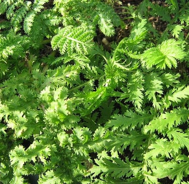 Catinga De Mulata