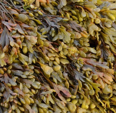 Fucus Vesiculosus: O Que É, Para Que Serve e Principais Benefícios