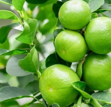 Quais São os Benefícios do Limão