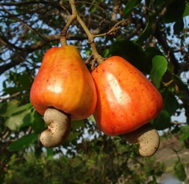 caju anão